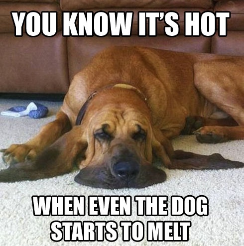 you-know-its-hot-when-even-the-dog-starts-to-melt-meme
